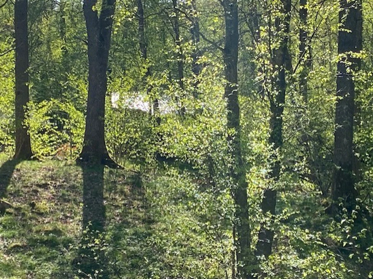 Vacker och fridfull skafttomt i Karlarp/Tjörnarp med utsikt mellan träden.